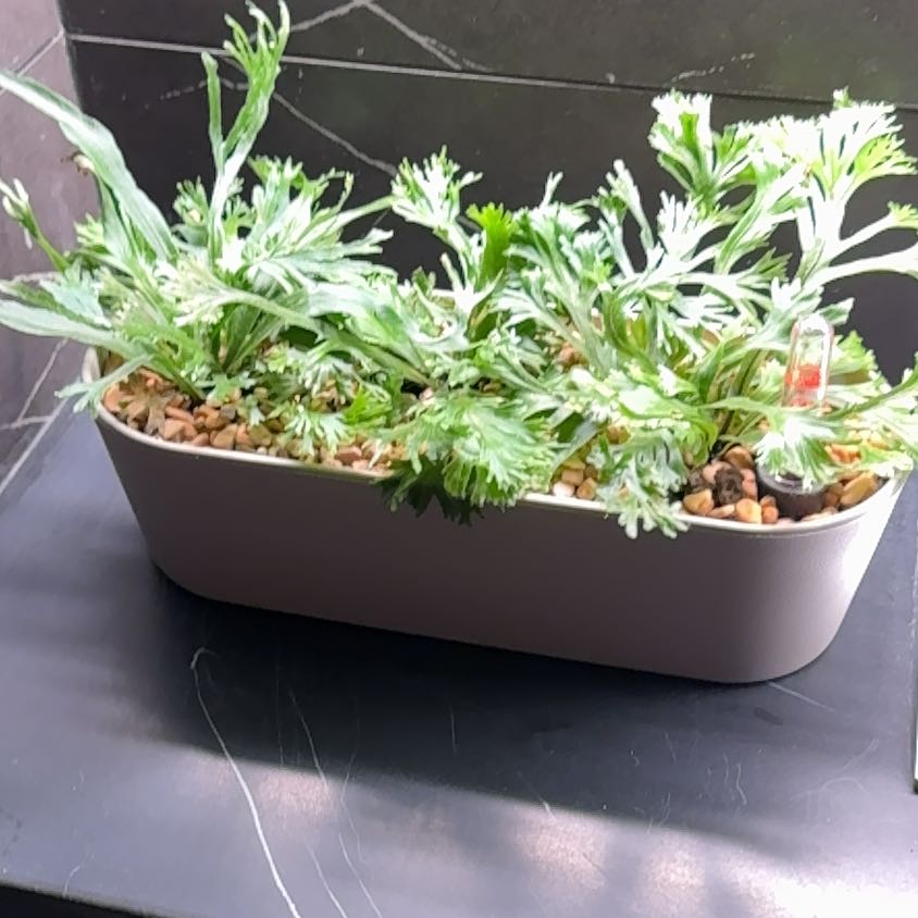 Photo of the plant species Bird Nest Fern Crissie by @CoolHilobeauty named Treeyoncé on Greg, the plant care app