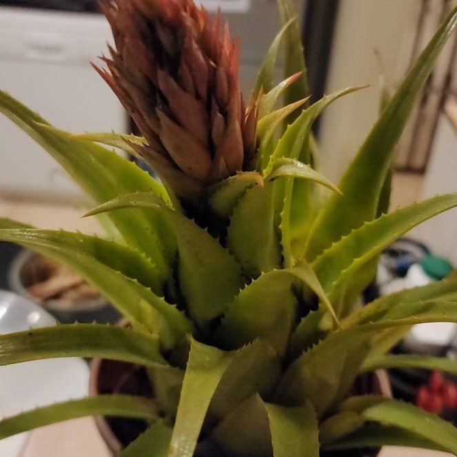 Photo of the plant species Aechmea recurvata by @ToughIndianhemp named Madonna on Greg, the plant care app