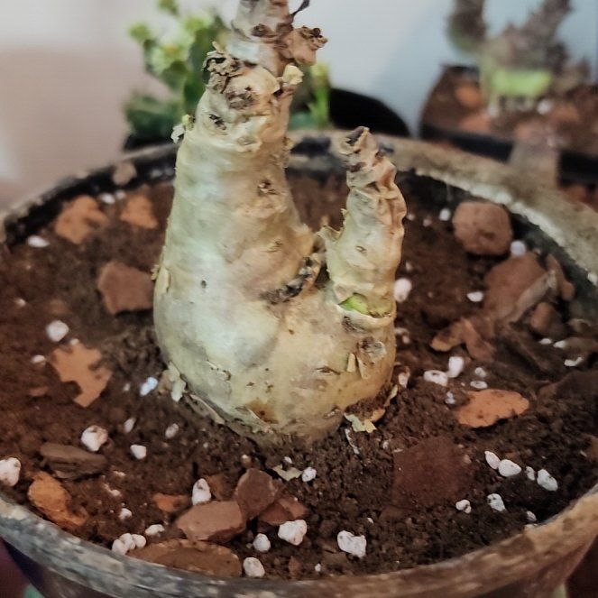 Photo of the plant species Cyphostemma by @ToughIndianhemp named Coco on Greg, the plant care app