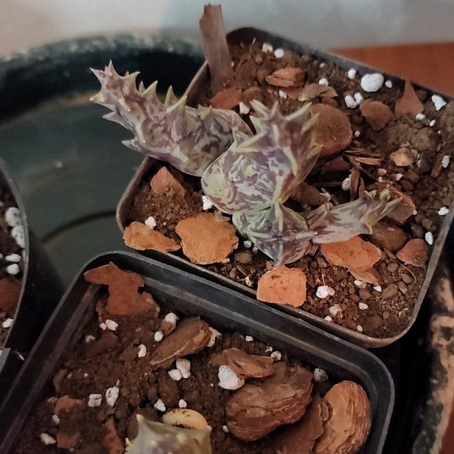 Photo of the plant species Namaqua Stapelia by @ToughIndianhemp named Gates on Greg, the plant care app