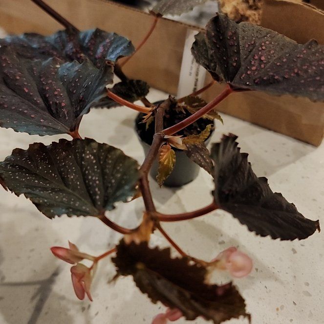 Photo of the plant species Polka Dot Begonia by @ToughIndianhemp named Elina on Greg, the plant care app