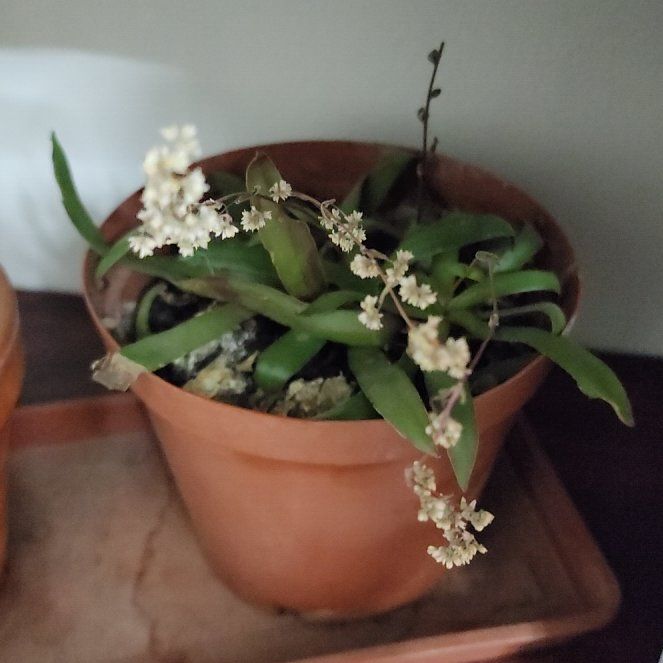 Photo of the plant species Sister's Bro by @ToughIndianhemp named Fernie Mercury on Greg, the plant care app