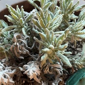 Photo of the plant species Goodwin Creek Lavender by @SuperbPhalsa66 named Sproutacus on Greg, the plant care app