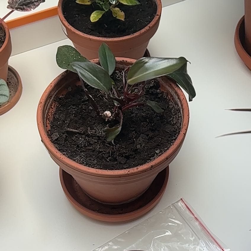 Photo of the plant species Philodendron Purple Congo by @ChiefPersianivy named Oscar on Greg, the plant care app