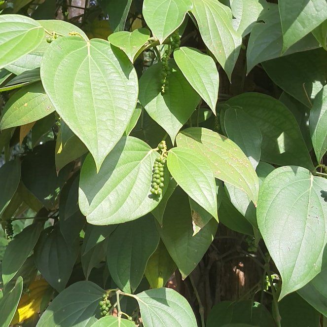 Photo of the plant species Wild Yam by @GemLeastburreed named Walt on Greg, the plant care app