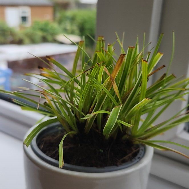 Photo of the plant species Carex oshimensis 'EverColor® Everest' by @FreeGreydogwood named Maya on Greg, the plant care app