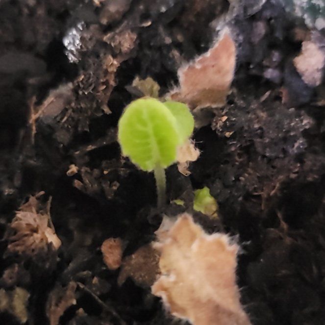 Photo of the plant species Gerbera Daisy by @NeatBlackwattle named Rihanna on Greg, the plant care app