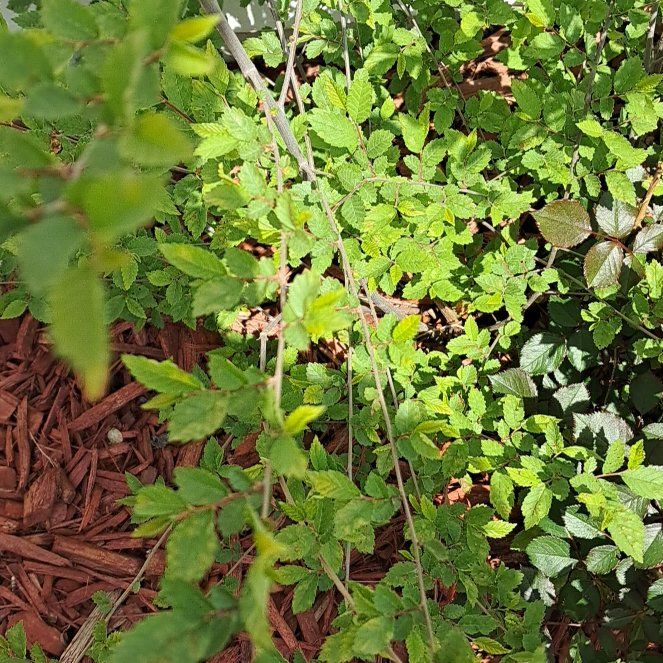 Photo of the plant species Fragrant Sumac by @HandySacahuista named Zeus on Greg, the plant care app