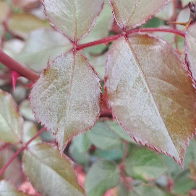 Photo of the plant species Evergreen Rose by @HandySacahuista named Orlando Bloom on Greg, the plant care app