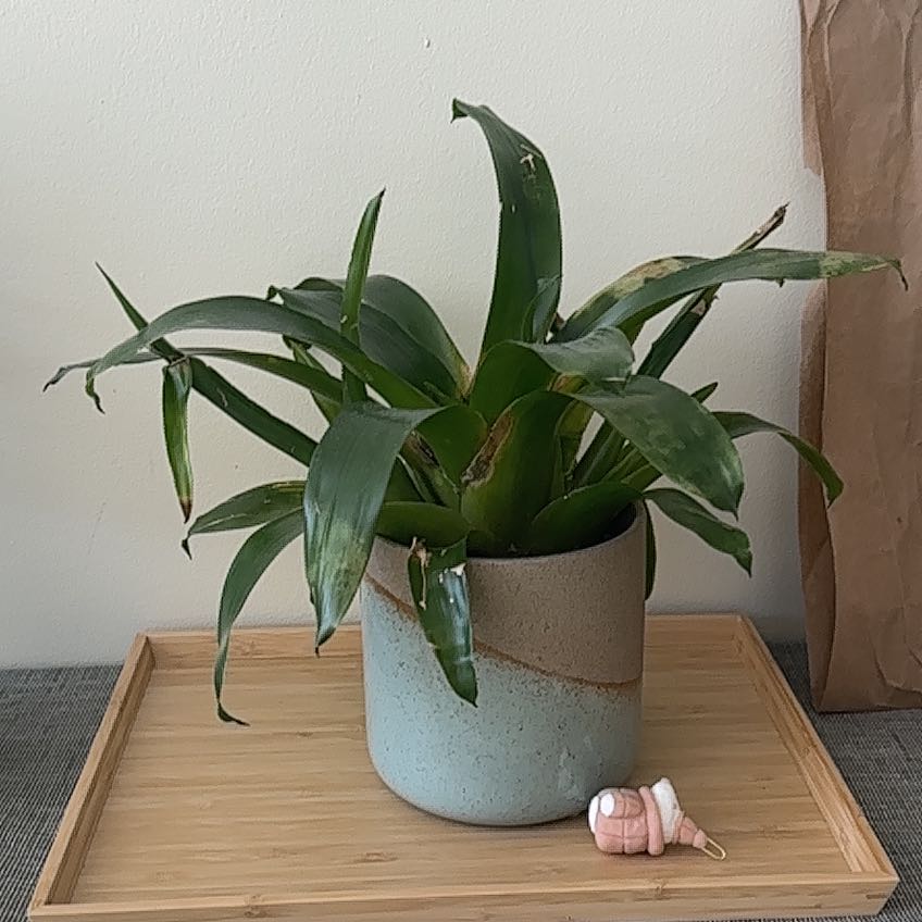 Photo of the plant species Orange Bromeliad by @VenerableMizuna named Muzan on Greg, the plant care app