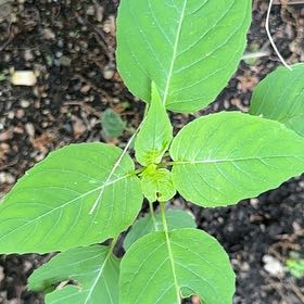 Photo of the plant species Broadleaf Enchanter's Nightshade by @EquableSandleek named Harry on Greg, the plant care app