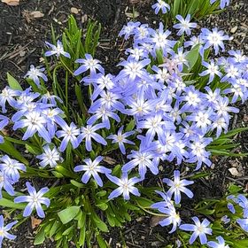 Photo of the plant species Forbes' Glory of the Snow by @EquableSandleek named Mando on Greg, the plant care app