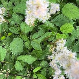 Photo of the plant species False Spiraea by @EquableSandleek named Planty on Greg, the plant care app