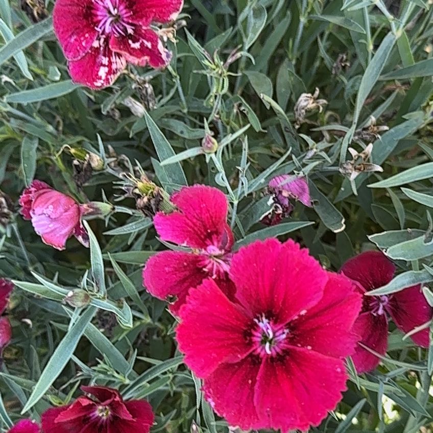 Photo of the plant species Rose Campion by @EquableSandleek named Maya on Greg, the plant care app