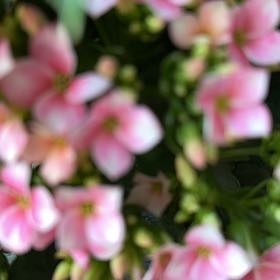 Photo of the plant species Redclaws by @EquableSandleek named Homer on Greg, the plant care app