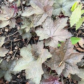 Photo of the plant species Coral Bells by @EquableSandleek named Ronaldo on Greg, the plant care app