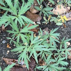 Photo of the plant species Large Kangaroo Apple by @EquableSandleek named Harry on Greg, the plant care app