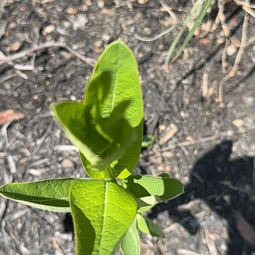 Photo of the plant species Common Milkweed by @EquableSandleek named Oscar on Greg, the plant care app