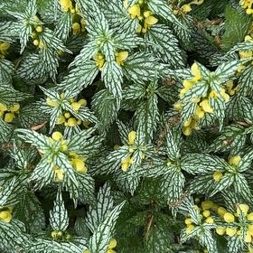 Photo of the plant species Yellow Archangel by @EquableSandleek named Figyonce on Greg, the plant care app