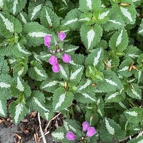 Photo of the plant species Spotted Deadnettle by @EquableSandleek named Fernie Mac on Greg, the plant care app
