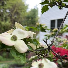 Photo of the plant species Mexican Flowering Dogwood by @EquableSandleek named Girlfrond on Greg, the plant care app