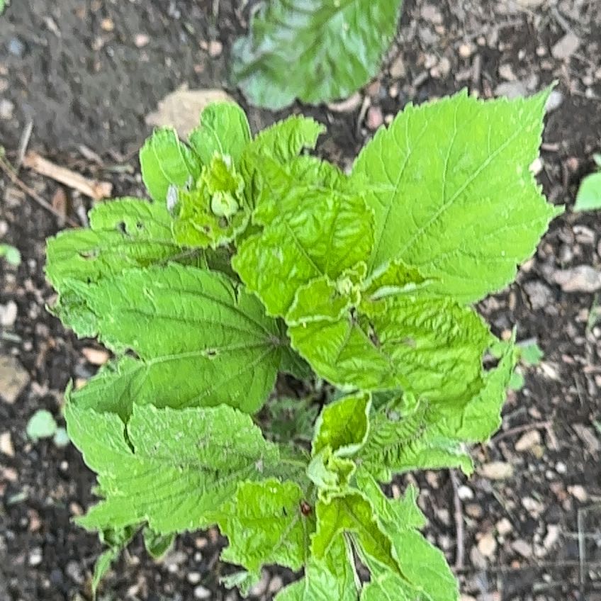 Photo of the plant species Apple of Peru by @EquableSandleek named Kesha on Greg, the plant care app