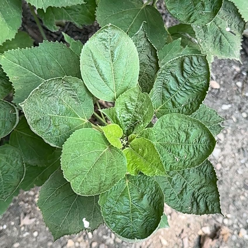 Photo of the plant species Harlequin Glorybower by @EquableSandleek named Aristotle on Greg, the plant care app