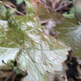 Photo of the plant species Coral Bells by @EquableSandleek named McKinley on Greg, the plant care app