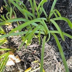Photo of the plant species Blue Lily by @EquableSandleek named Orwell on Greg, the plant care app