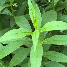 Photo of the plant species Garden Phlox by @EquableSandleek named Aria on Greg, the plant care app