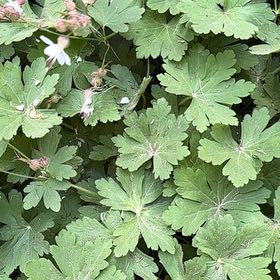 Photo of the plant species Bigroot Geranium by @EquableSandleek named Stella on Greg, the plant care app