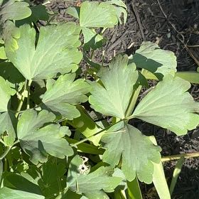 Photo of the plant species Wild Red Columbine by @EquableSandleek named Nemo on Greg, the plant care app