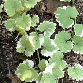 Photo of the plant species Creeping Charlie by @EquableSandleek named Walt on Greg, the plant care app