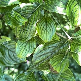 Photo of the plant species Cornelian Cherry by @EquableSandleek named Harmony on Greg, the plant care app
