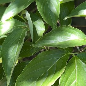 Photo of the plant species Kousa Dogwood by @EquableSandleek named Sanders on Greg, the plant care app