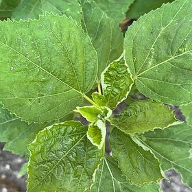 Photo of the plant species Crimsoneyed Rosemallow by @EquableSandleek named Harry on Greg, the plant care app