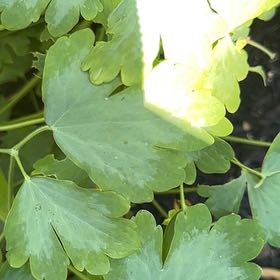Photo of the plant species Aquilegia Vulgaris by @EquableSandleek named Gaga on Greg, the plant care app