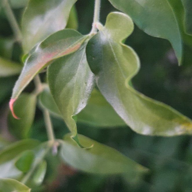 Photo of the plant species Cornelian Cherry by @VocalWormseed named Ulysses S Plant on Greg, the plant care app