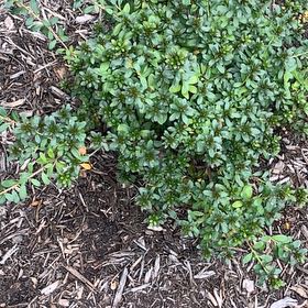 Photo of the plant species Encore Azalea 'Autumn Starburst' by @ZanyIvygeranium named Harmony on Greg, the plant care app