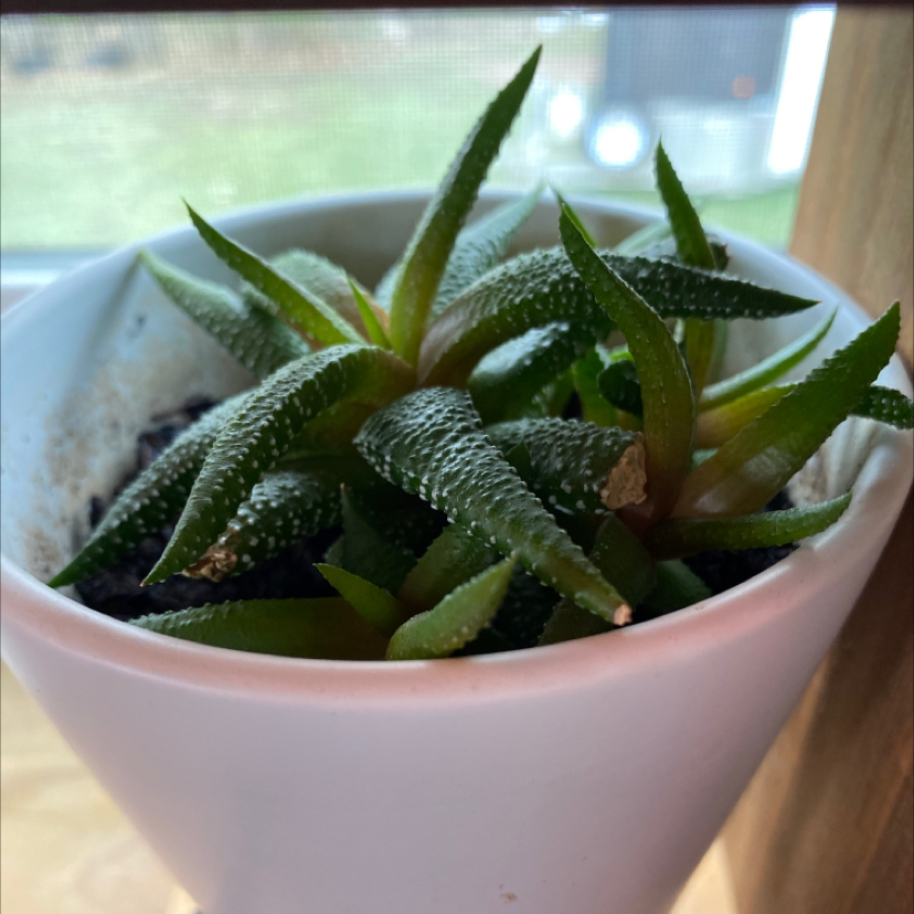 Photo of the plant species Climbing Aloe by @maddiejoyyyyyy named carl aloe on Greg, the plant care app