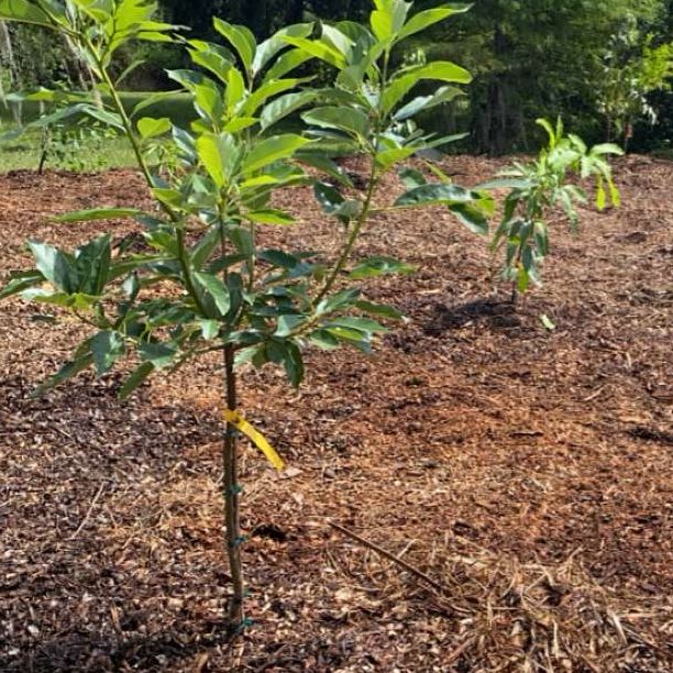 Photo of the plant species Cattley Guava by @ZingyMilkmaids named Stella on Greg, the plant care app
