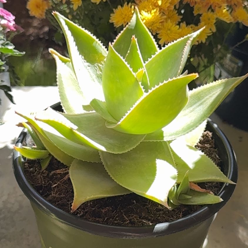 Photo of the plant species Aloe striata 'Ghost' by @EasyLee named Shakira on Greg, the plant care app