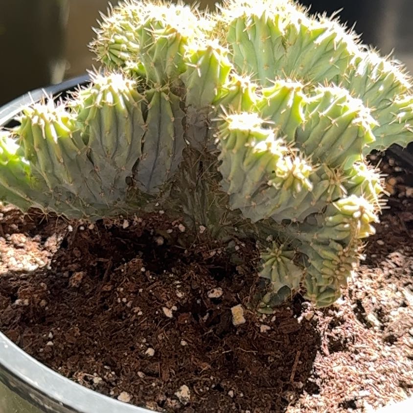 Photo of the plant species Austrocylindropuntia subulata f. cristata 'Snow Ridge' by @EasyLee named Robert Plant on Greg, the plant care app