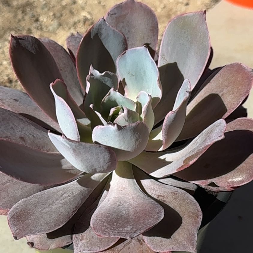 Photo of the plant species Echeveria by @EasyLee named Clooney on Greg, the plant care app