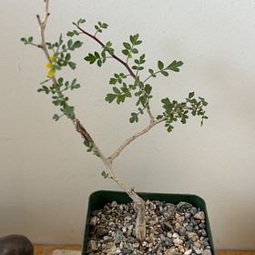 Photo of the plant species Elephant Tree by @NeatWhiteknight named Demi on Greg, the plant care app