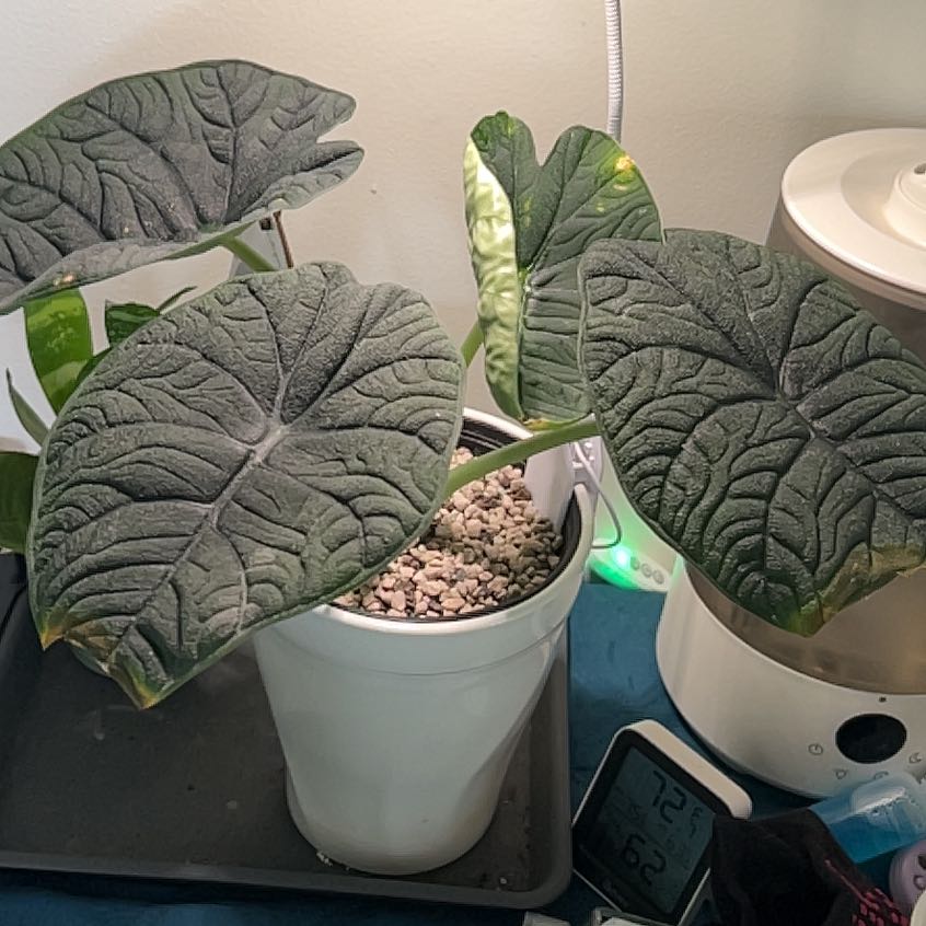 Photo of the plant species Alocasia Melo by @BabyBlueburrito named Kobe on Greg, the plant care app