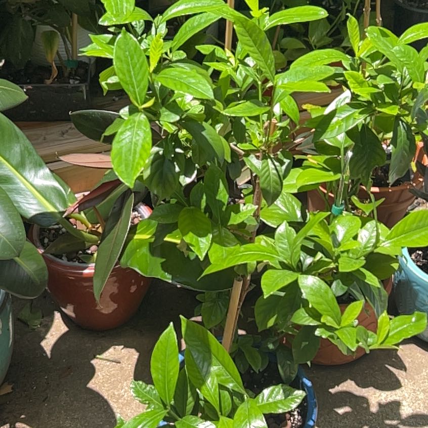 Photo of the plant species Common Gardenia by @BabyBlueburrito named Gertrude a.k.a. Gertie on Greg, the plant care app