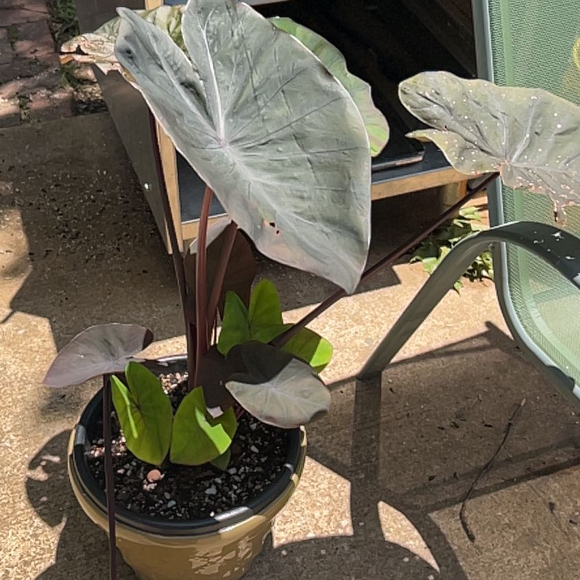 Photo of the plant species Black Magic Elephant Ear by @BabyBlueburrito named Rosa on Greg, the plant care app