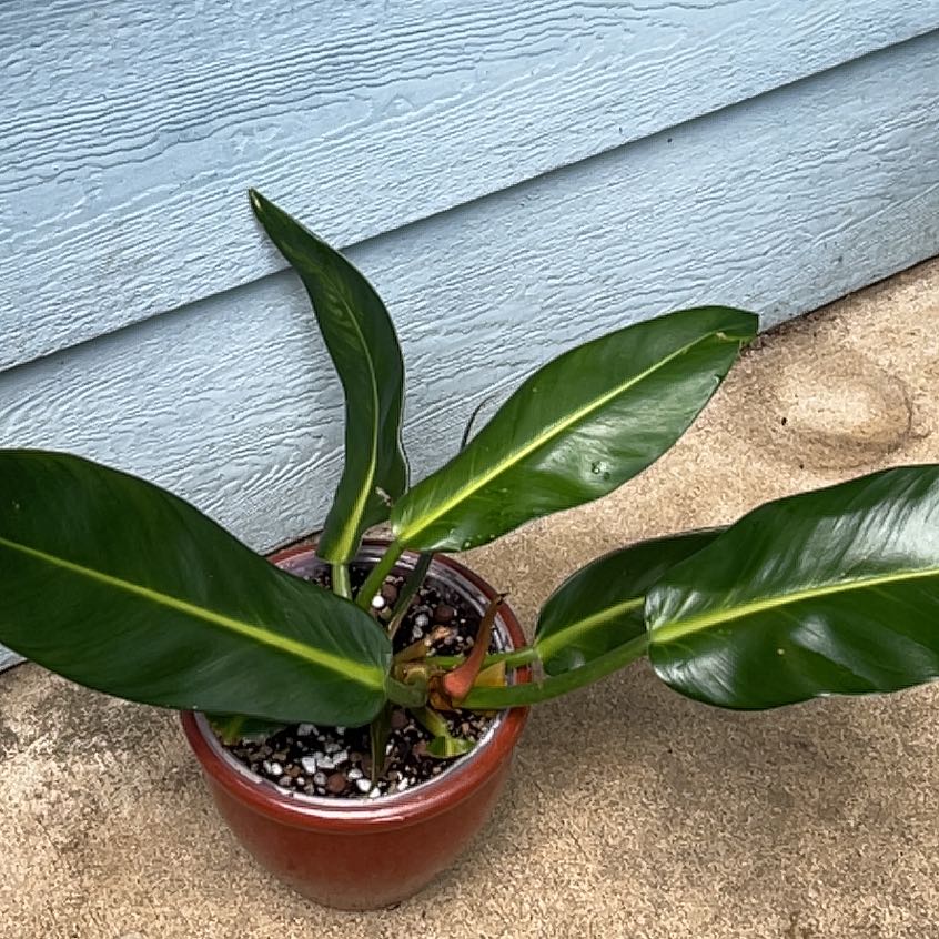 Photo of the plant species philidendron 'fat boy' by @BabyBlueburrito named Sahara on Greg, the plant care app