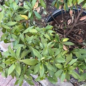 Photo of the plant species Frost Proof Gardenia by @ChirpyCeratiola named Michelle Branch on Greg, the plant care app